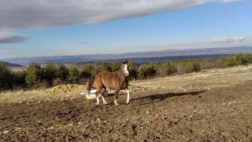 И казанлъчани помогнаха Ици да получи своя терапевтичен кон / Новини от Казанлък