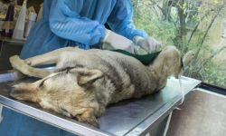  / Новини от Казанлък