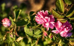  / Новини от Казанлък