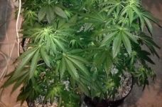  / Новини от Казанлък