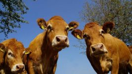 Заловиха крадците, откраднали телета от николаевско село / Новини от Казанлък