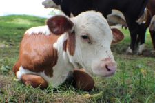  / Новини от Казанлък