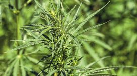  / Новини от Казанлък