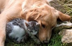 До дни стартира кампания за кастрация на бездомни животни и животни на хора в неравностойно положение / Новини от Казанлък