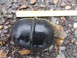  / Новини от Казанлък