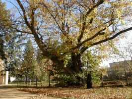 Двувековният казанлъшки кестен с трето място в конкурса “Дърво с корен“ / Новини от Казанлък