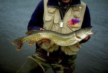 От утре забраняват улова на щука / Новини от Казанлък