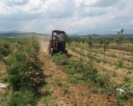  / Новини от Казанлък