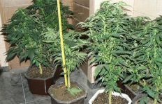  / Новини от Казанлък