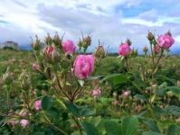  / Новини от Казанлък