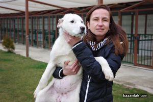 Чистокръвен алабай с родословие търси своя нов, любящ собственик / Новини от Казанлък