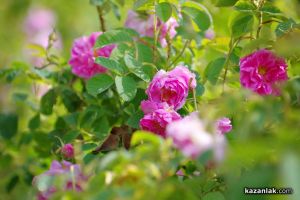  / Новини от Казанлък