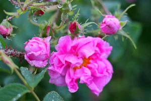  / Новини от Казанлък