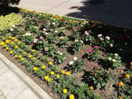  / Новини от Казанлък