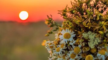 С бране на лековити билки, шипченци посрещат Еньовден / Новини от Казанлък