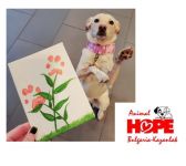 Нарисувай домашния си любимец и участвай в конкурса “Цветни лапи“ / Новини от Казанлък