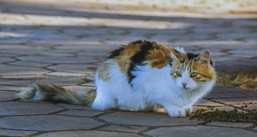  / Новини от Казанлък