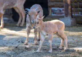 Зоопаркът в Стара Загора приема коледни елхи за менюто на животните / Новини от Казанлък