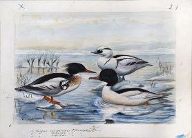 „Птиците в изкуството и цар Фердинанд“ ще бъде темата на съботната лекция в Галерията  / Новини от Казанлък