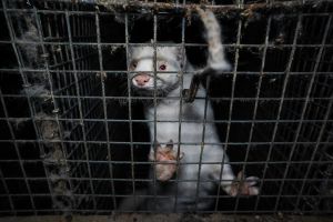 България води в борбата срещу фермите за кожи в Европа / Новини от Казанлък