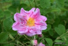  / Новини от Казанлък