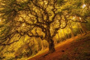  / Новини от Казанлък