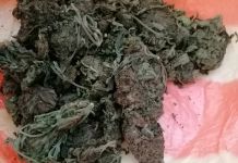  / Новини от Казанлък