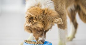 Общинският приют за кучета получи храна от австрийските си партньори / Новини от Казанлък