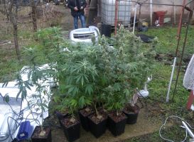 Полицията в Казанлък откри растения коноп в имот в “Старите лозя“, задържан е 49-годишен мъж