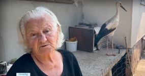 92-годишна жена от Овощник спаси щъркелче след бурята
