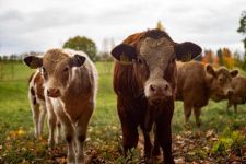 Откраднаха телета от ферма в Манолово