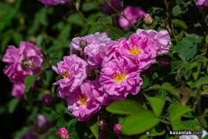  / Новини от Казанлък