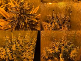  / Новини от Казанлък