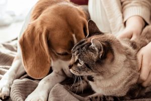 И Казанлък излиза на протест срещу зверствата над животни / Новини от Казанлък