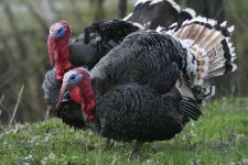  / Новини от Казанлък