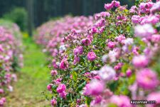  / Новини от Казанлък