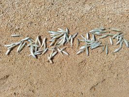  / Новини от Казанлък