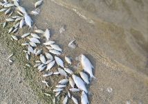  / Новини от Казанлък