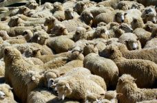  / Новини от Казанлък