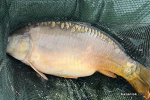 Затягат контрола върху рибните тържища преди Никулден / Новини от Казанлък