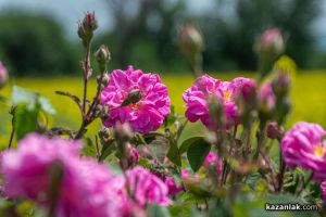  / Новини от Казанлък