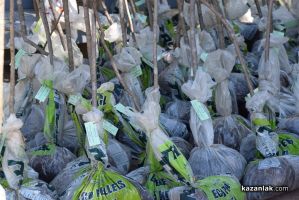 16 хиляди дръвчета подарява Гората.бг в Казанлък на 1 март  / Новини от Казанлък