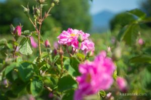 Община Казанлък: Честит Международен ден на жената / Новини от Казанлък