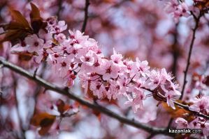 Галерия: Пролетно настроение / Новини от Казанлък