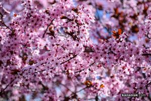 Галерия: Пролетно настроение / Новини от Казанлък