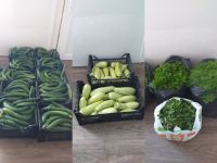 Първата реколта от общинските градини стигна до детските заведения в Казанлък / Новини от Казанлък