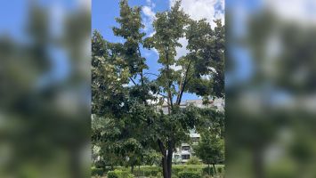 Община Казанлък със засилен контрол след сигнали за счупени клони на липи  / Новини от Казанлък