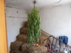 Задържан е 20-годишен казанлъчанин, отглеждал канабис в двора на баба си.  / Новини от Казанлък