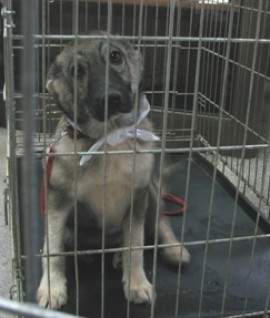 75 кучета и 30 котки са кастрирани в казанлъшкия приют / Новини от Казанлък