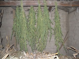 Иззеха канабис от частни домове в Мъглиж / Новини от Казанлък